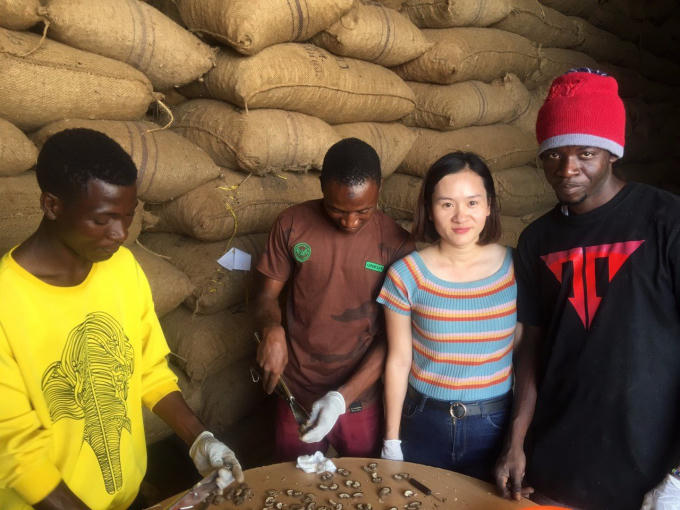 Các chuyên gia của T&amp;amp;T Group kiểm tra chất lượng điều thô tại kho ở Tanzania .