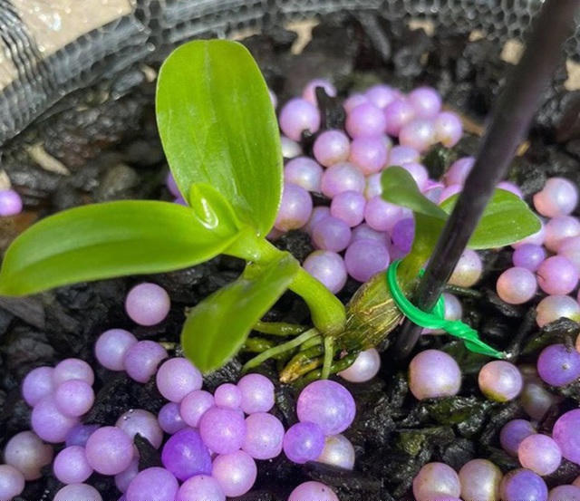 Kei lan huyền thoại Bướm đại ngàn từng được chốt giá 15 tỷ đồng