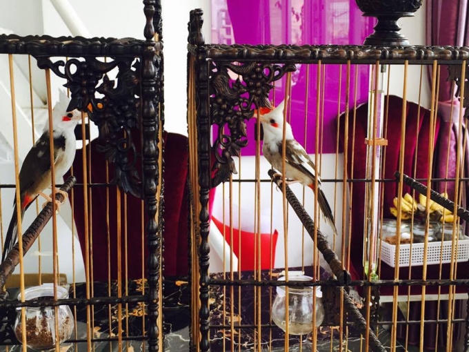 2 con chào mào nữ hoàng đầu trắng, chân hồng, mỏ hồng. Mỗi con có giá dao động 100 - 200 triệu đồng.