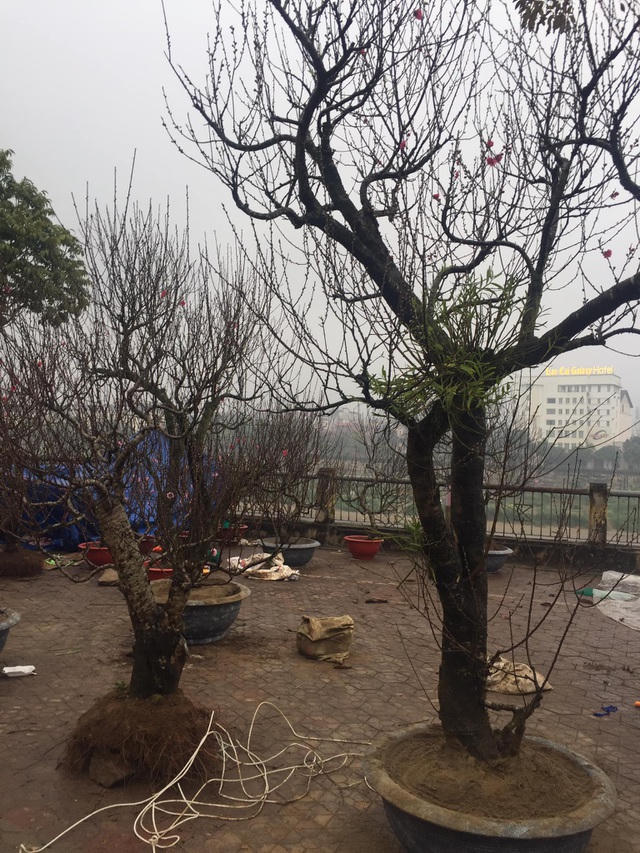 Hoa đào bán ra thị trường do người dân tự trồng, lai ghép loại hoa đào đẹp với những gốc đào cổ thụ hàng chục tuổi được người chơi hoa ưa chuộng