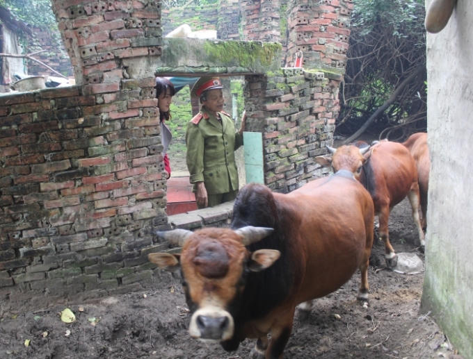 Cuộc sống chăn bò, nuôi mèo của dị nhân.
