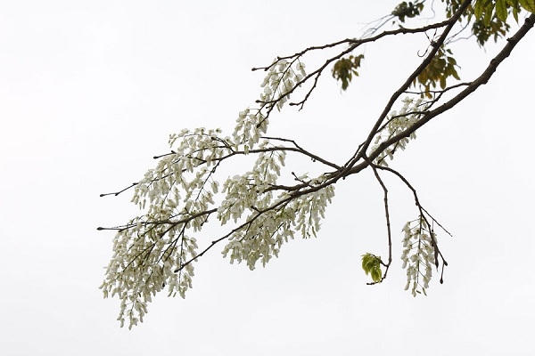 Sau những tháng ngày lạnh giá, những cây sưa bung nở những cánh hoa tinh khôi trên khắp các phố phường Hà Nội.