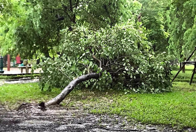 Hà Nội mưa liên tục sau bão, cây xanh gãy đổ ở nhiều nơi - 7