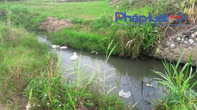 Bao tải lợn chết vứt cả xuống mương tưới tiêu của người dân (Ảnh Đào Tấn)