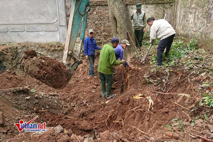 Cây sưa được đào cả gốc.
