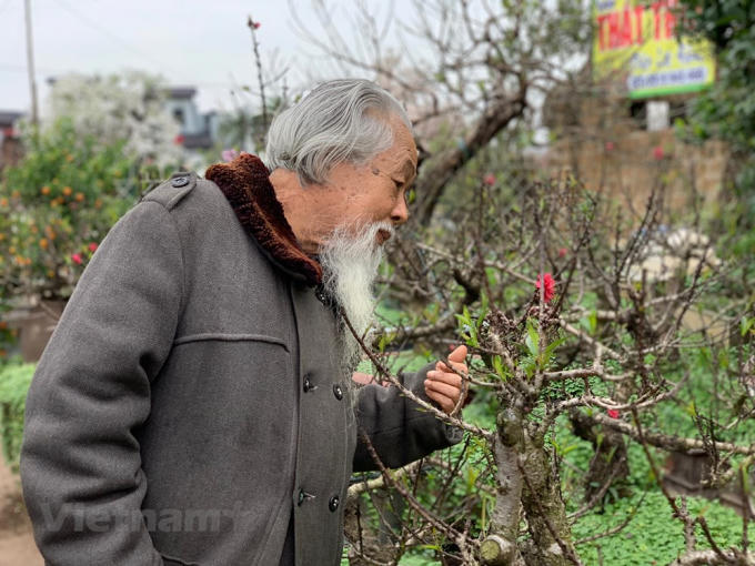'Huyền thoại' đất đào, cụ Chu Tử Thành bên sắc đào Nhật Tân. (Ảnh: Tố Linh/Vietnam+)