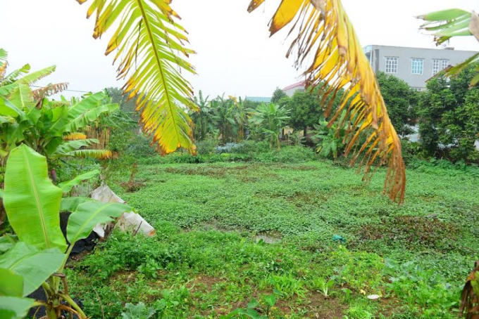 Phần diện tích 567m2 Công ty Hoàng Phúc đã chuyển tiền cho UBND thị trấn Lai Cách.