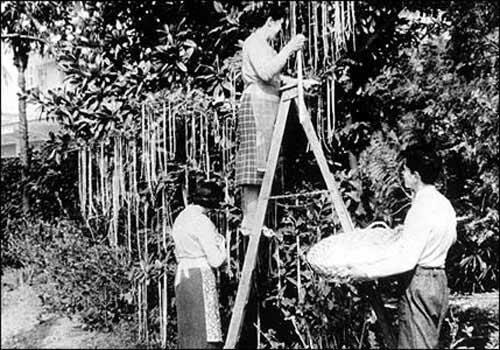 Hình ảnh những người nông dân thu hoạch mỳ trên cây được "diễn" như thật.