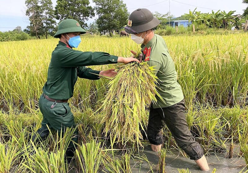 Bộ đội, công an giúp dân gặt lúa.
