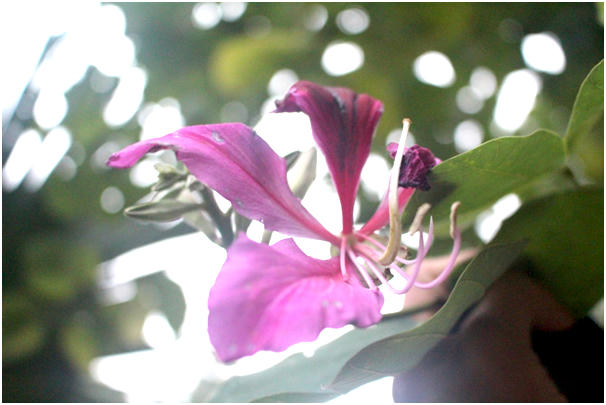 Hoa Ban cùng họ với hoa bướm , hoa ban  không có hương nhưng có vị, mỗi hoa có 5 cánh, nhụy màu hồng, gân màu tím.