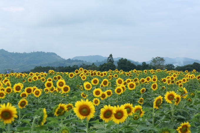 Cánh đồng hoa hướng dương của trang trại TH - True Milk ở khu vực xã Nghĩa Lâm, huyện Nghĩa Đàn, Nghệ An. 