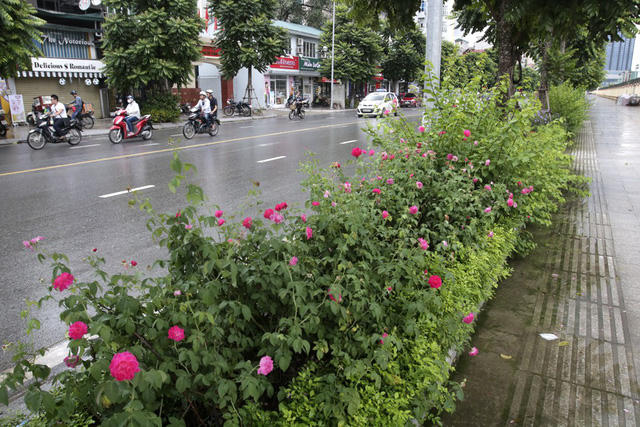 Đây là con đường với nhiều cây xanh được trồng mới, trong đó có rất nhiều loại cây hoa được trồng ven đường.