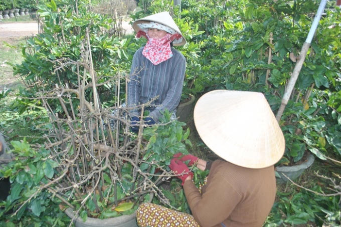 Những người phụ nữ lặt lá mai thuê lúc nông nhàn, họ gọi vui đây là nghề “nhặt lá đếm tiền”. Với công việc nhẹ nhàng, tiền công giao động từ 120 đến 150 nghìn đồng một ngày một người, những người phụ nữ có thêm nguồn thu để lo cho gia đình.