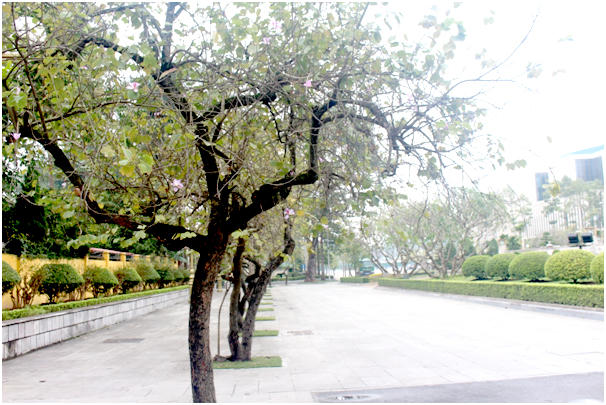 Hoa ban trồng nhiều nhất ở đường Bắc Sơn, Thanh Niên, Phan Đình Phùng, Hoàng Diệu...  tạo nên sự cuốn hút khác lạ trên những con phố.  .