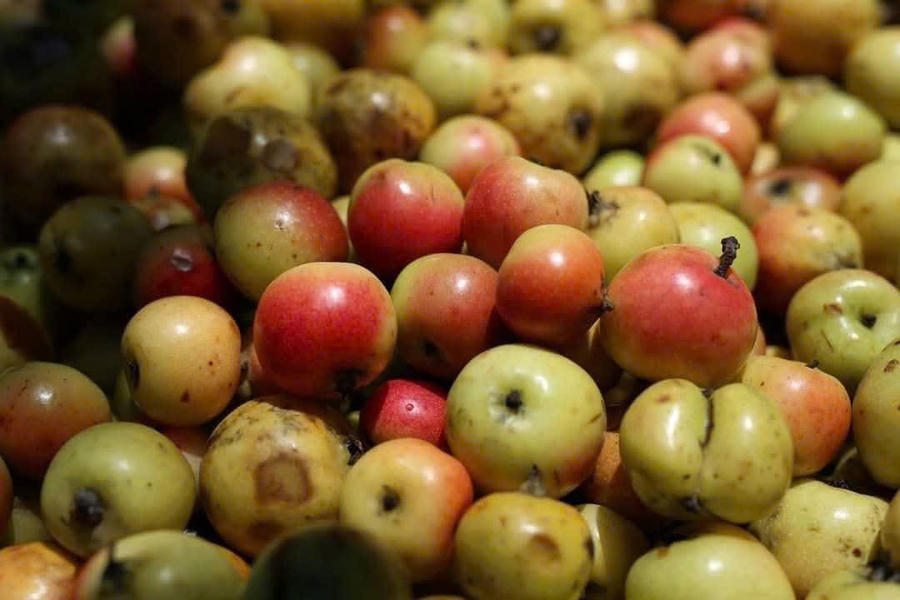 Táo mèo Nậm Nghẹp được ví như "vàng mười" mà núi rừng Tây Bắc ban tặng cho người dân Nậm Nghẹp. (Ảnh: NVCC)