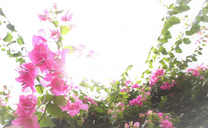 Hoa giấy mọc thành một nhóm gồm 3 hoa và lá bắc, hình thành cụm ở phần cuối của nhánh. Lá bắc xếp hình tam giác, thuôn dài/trứng và nhọn đầu dài khoảng 3 – 5 cm.