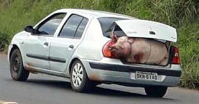 Cố gắng nhồi nhét vào phía sau cốp xe.