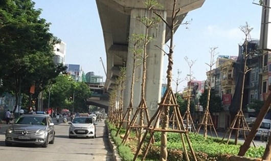 Cây Chiêu Liêu (Bàng Đài Loan) được trồng phía dưới tuyến đường sắt trên cao. (Ảnh: Internet)