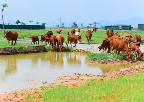 Một dự án chậm triển khai tại huyện Mê Linh giờ cỏ mọc đầy. Ảnh: Giang Huy.