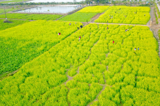 Vài năm gần đây, những cánh đồng hoa cải nhuộm sắc vàng đã trở thành địa điểm "check-in" hấp dẫn giới trẻ Hà thành. Thời điểm này, khi vườn cải tại thị trấn Trâu Quỳ (huyện Gia Lâm, Hà Nội) bắt đầu chớm nở, giới trẻ lại rủ nhau tham quan, chụp ảnh. Các chủ vườn ở đây cho biết, cải mới đầu vụ, khoảng một tuần nữa sẽ nở đều.
