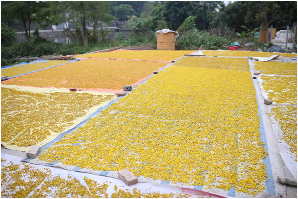 Hoa sau khi thu hoạch sẽ được người dân mang về phơi khô trong nhiều ngày trước khi cho vào lò sấy khô.