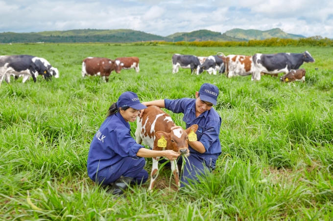 Trang trại bò sữa Organic Vinamilk tại Lâm Đồng vừa là trang trại đầu tiên tại Việt Nam được công nhận đạt tiêu chuẩn châu Âu.