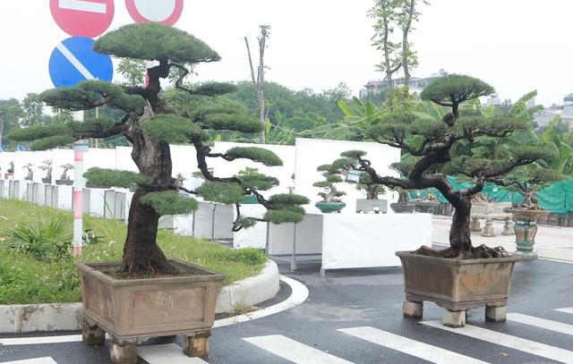Ở nước ta, hầu hết các tỉnh ven biển từ Quảng Ninh đến Kiên Giang đều trồng phi lao trên các bãi cát ven biển. Ngoài ra, nó còn được trồng ở nhiều tỉnh miền Bắc để lấy bóng mát