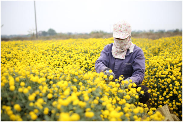 Cánh đồng thôn Nghĩa Trai, xã Tân Quang, huyện Văn Lâm, tỉnh Hưng Yên những ngày này được phủ một màu vàng rực rỡ của các luống hoa cúc chi đang vào mùa thu hoạch. Đây là làng nghề chuyên trồng cây dược liệu có truyền thống từ lâu đời.