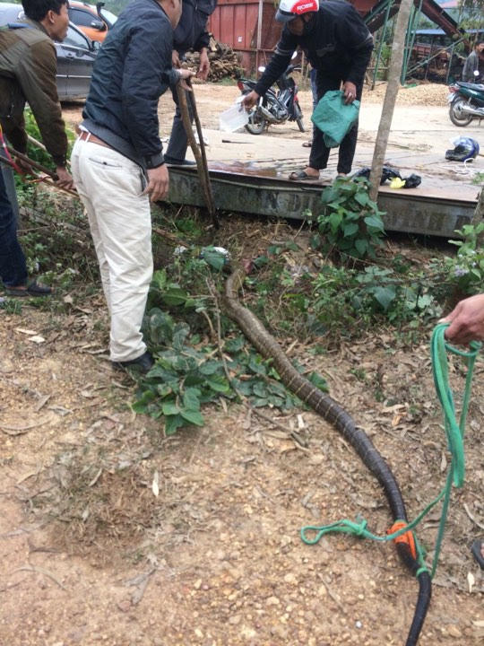 Con rắn dài gần 5 mét, nặng 20 kg.