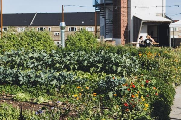 Nh&agrave; h&agrave;ng trồng rau ngay trong khu&ocirc;n vi&ecirc;n khiến c&aacute;c thực kh&aacute;ch c&oacute; một trải nghiệm ăn uống kh&oacute; qu&ecirc;n.