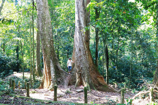 Để bảo vệ cây và sự an toàn cho khách thăm quan, từ nhiều năm nay ban quản lý rừng Cúc Phương đã dựng một hàng rào bảo vệ  bằng cọc bê tông, xích và dây thép gai. Nhằm ngăn không có du khách đến gần thân cây, để không giẫm lên đất, rễ cây, trèo lên thân cây... để tạo điều kiện cho cây phục hồi, ngoài ra nhằm đảm bảo cho du khách tránh  không may bị cành cây chò khô gãy rơi vào người.