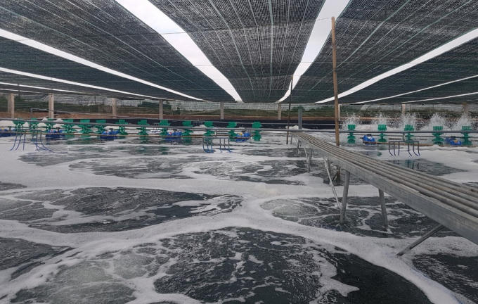 Nuoi tom cong nghe hien dai (3)