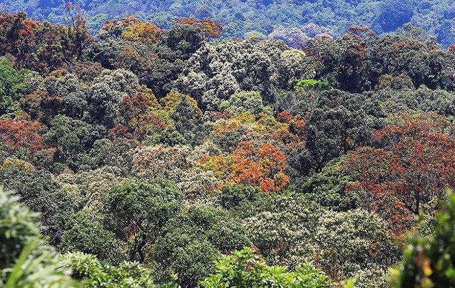 Sơn Tr&agrave; - b&aacute;n đảo độc nhất v&ocirc; nhị Việt Nam đang v&agrave;o m&ugrave;a