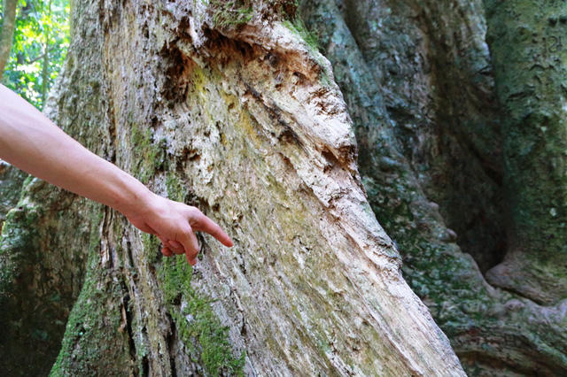 Nhiều đoạn trên thân và gốc rễ  bị mục nát, không còn sự sống dùng tay là có thể bóc ra được. Tại những nơi này mối mọt ăn, rong rêu bám dày đặc. Đây là những dấu hiệu chứng tỏ cây đang bị lão hóa, chết dần chết mòn theo thời gian