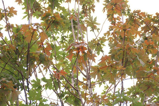 Tuy mới chỉ có một vài cây đổi màu lá nhưng đứng từ xa, người xem cũng có thể nhận ra màu sắc đặc trưng của lá phong đỏ.