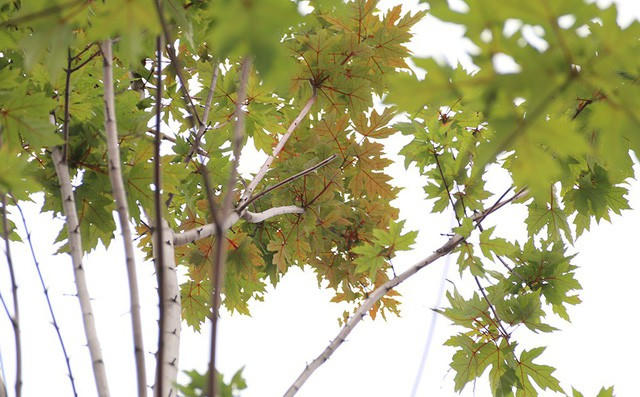 Nhiều người kỳ vọng, tuyến phố Trần Duy Hưng – Nguyễn Chí Thanh sẽ trở thành một trong những con đường đẹp, lãng mạn nhất Hà Nội nhờ những hàng phong lá đỏ.