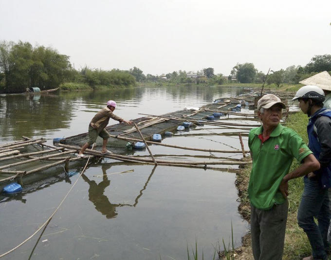Hơn 200 lồng cá của người dân đang trong tình trạng