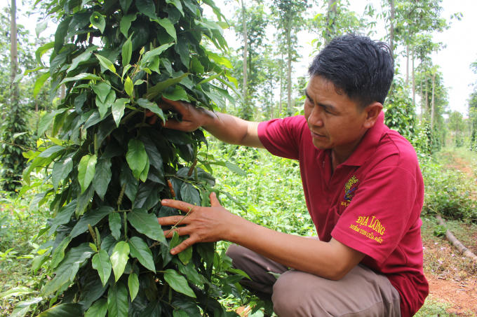 Vườn Tiêu Lốt của người dân Chư Sê, Gia Lai.
