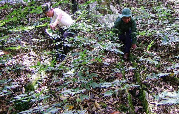 Nhiều hộ đồng bào dân tộc tiểu số đổi đời, có tài sản từ 20-500 tỷ đồng nhờ trồng sâm Ngọc Linh dưới tán rừng Nam Trà My