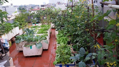 Trồng rau mùa hè, có nắng nhiều phải phơi đất trước khi gieo hạt