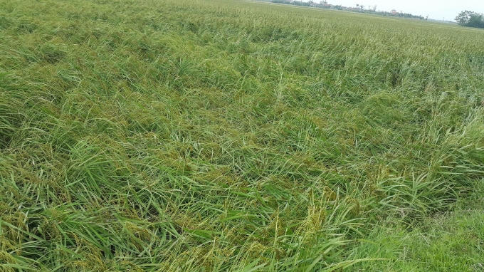 Lúa  bị đổ ngã nghiêng do gió to.
