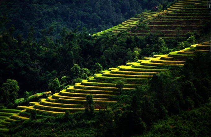 Vẻ đẹp hút hồn từ những thửa ruộng nổi bật trên các sườn núi