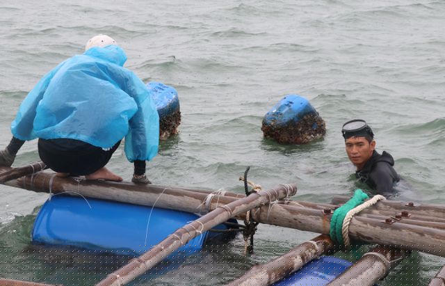 Mưa lớn, kết hợp với thủy triều đã làm nhiều hồ nuôi bị ngập chìm, thủy sản trôi ra ngoài gây thiệt hại lớn.