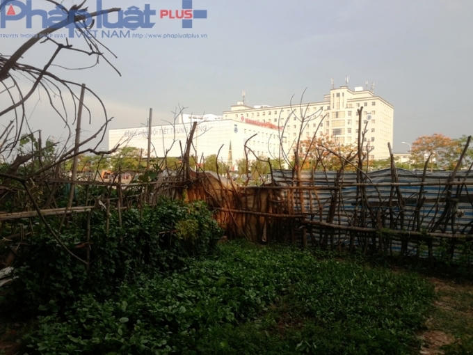 Những ô đất nhỏ trồng rau này thật quý giá trong khi thực phẩm không an toàn đang tràn lan ngoài chợ.