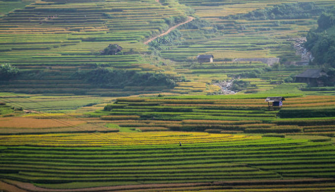 Du khách sẽ được tận hưởng những cung bậc đầy cảm xúc cùng những cảnh quan tuyệt vời, với những thảm lụa vàng rực đất trời Tây Bắc