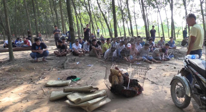 Cơ quan công an thu giữ 12 con gà đá cùng hơn 400 triệu đồng và nhiều tang vật khác