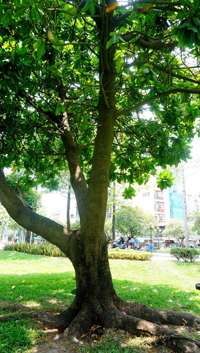 Sau gần 20 năm phát triển, cây bàng cao khoảng 6m.