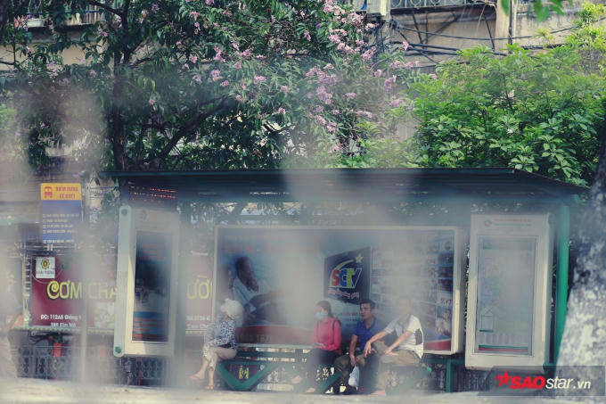 Giữa cái nắng vàng ươm, những bông hoa bằng lăng nở thành từng chùm tím rực rỡ. Sắc tím tượng trưng cho sự chung thủy, ngây thơ và nhiều người xem bằng lăng là loài hoa của mối tình học trò.