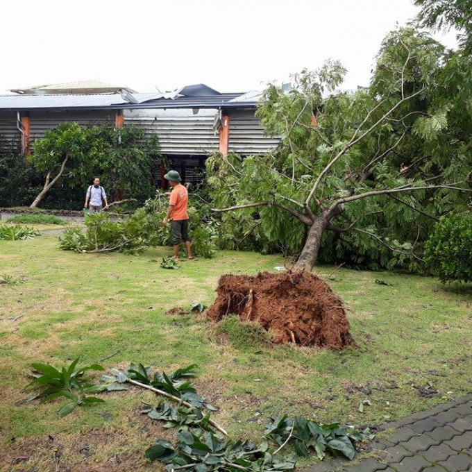 Cây bị bật gốc.
