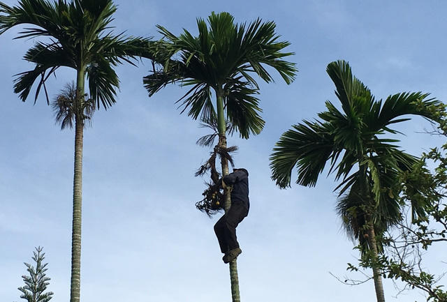 Để hái cau phải dùng một vòng dây tròng vào 2 bàn chân nhằm tăng ma sát với thân cây. Sau đó phối hợp giữa chân và lực của bàn tay để leo lên ngọn hái cau. Khi hái xong thì ôm thân cây tuột xuống, nếu vướng lưỡi lam sẽ khiến tay chân bị thương tích nặng. Theo ông Hà Phải - Chủ tịch UBND xã Sơn Mùa, tình trạng gắn chông, lưỡi lam vào thân cau để chống trộm vẫn còn xảy ra nhưng đã giảm so với trước.